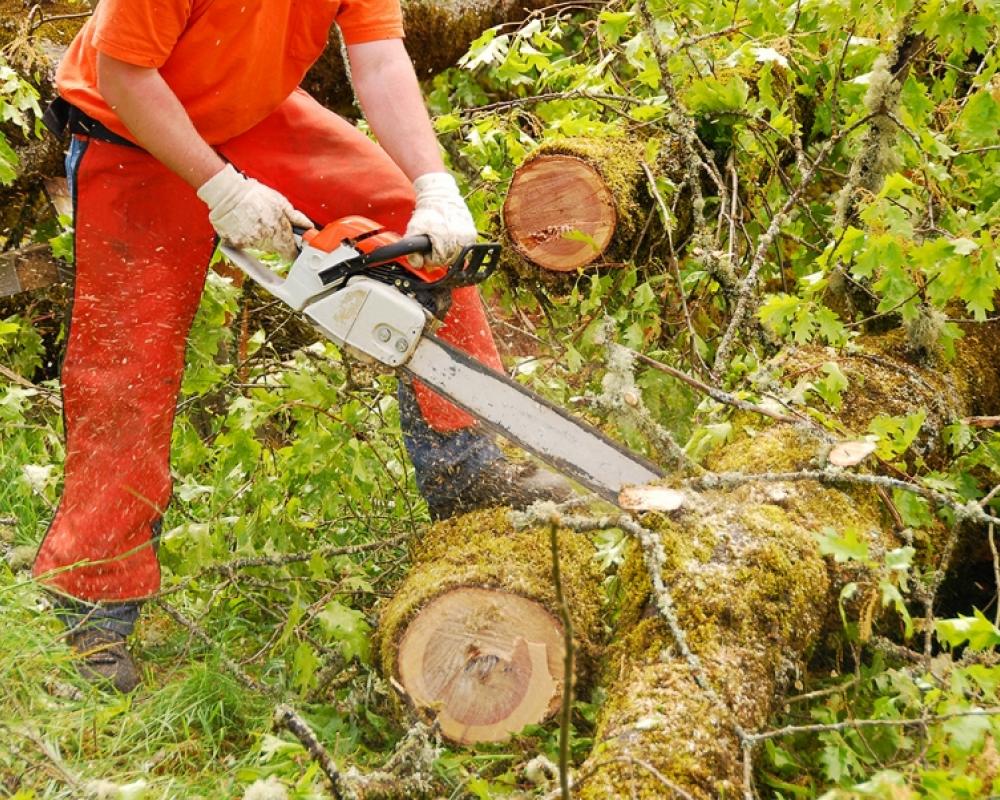 Limpeza de matas e florestas