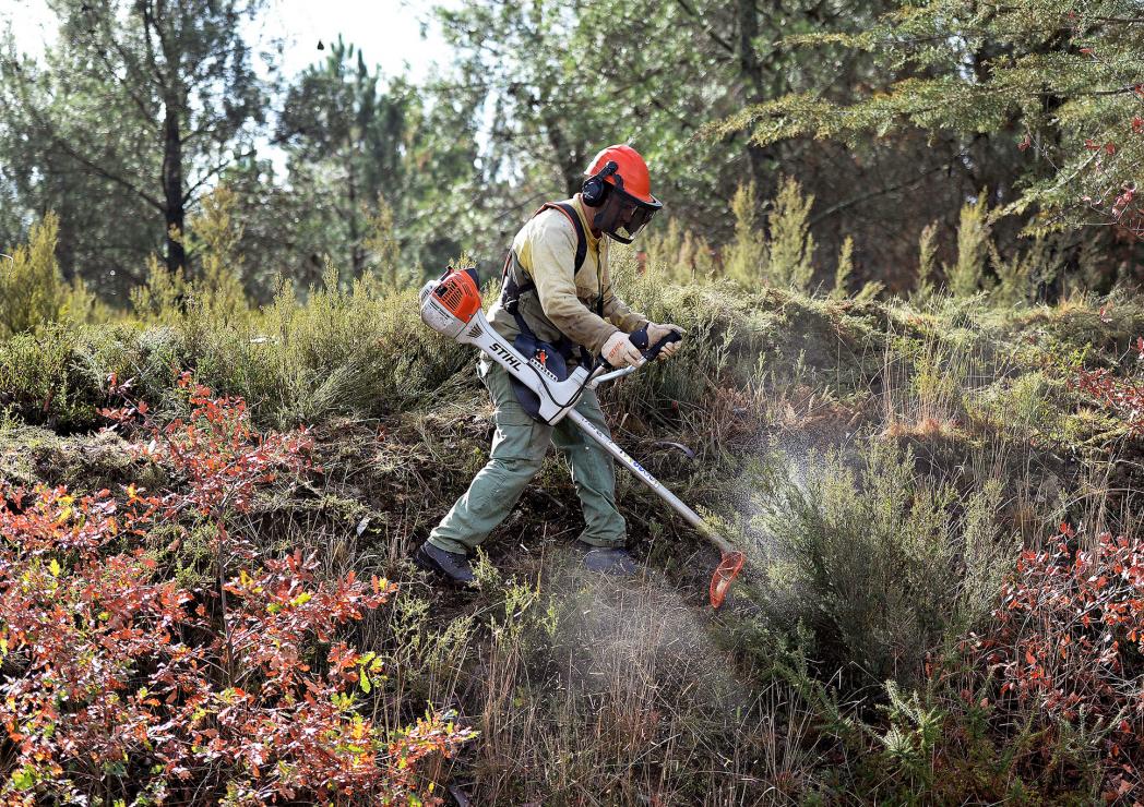 limpeza de matas e florestas