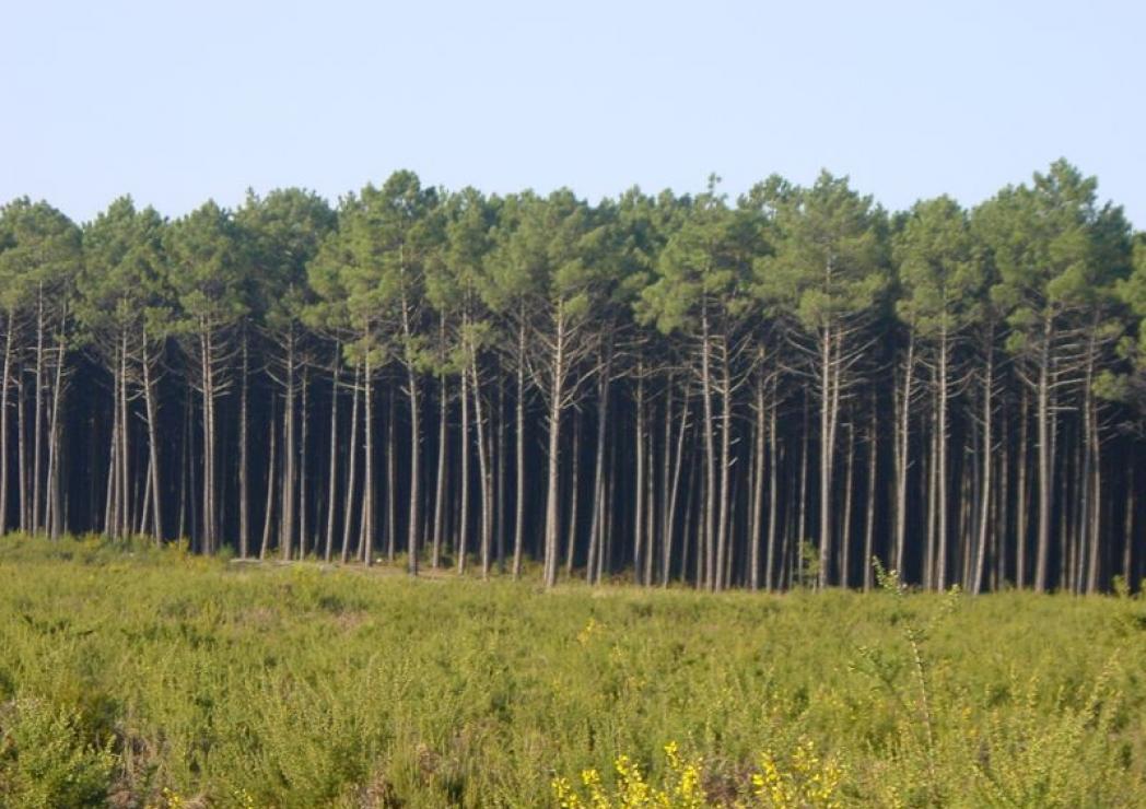 Planeamento florestal